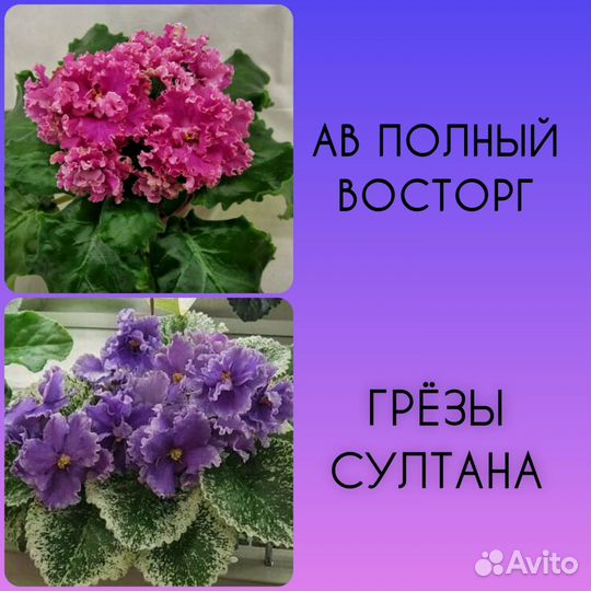 Детки сортовых фиалок