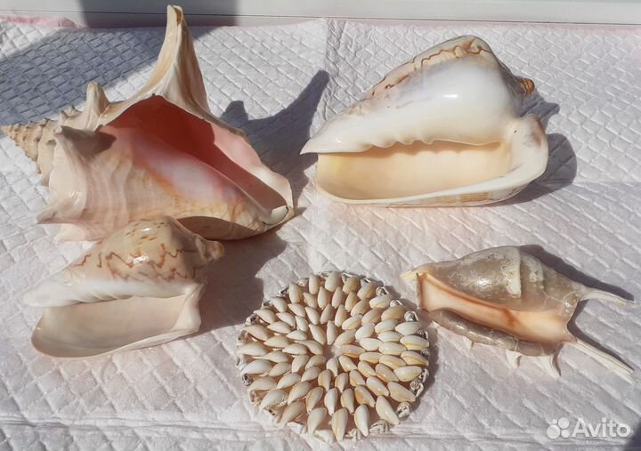 Морские ракушки раковины