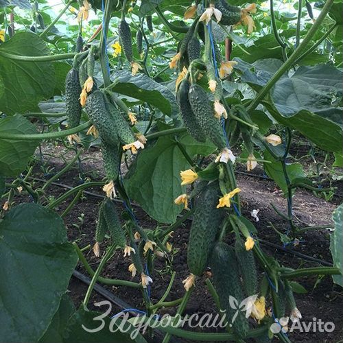 Семена огурца Страж (314) F1 50 шт