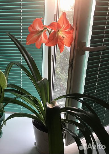 Гиппеаструм