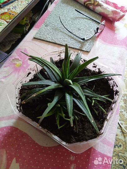 Комнатные растения