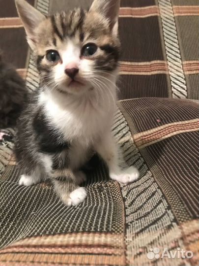 Кот и кошка