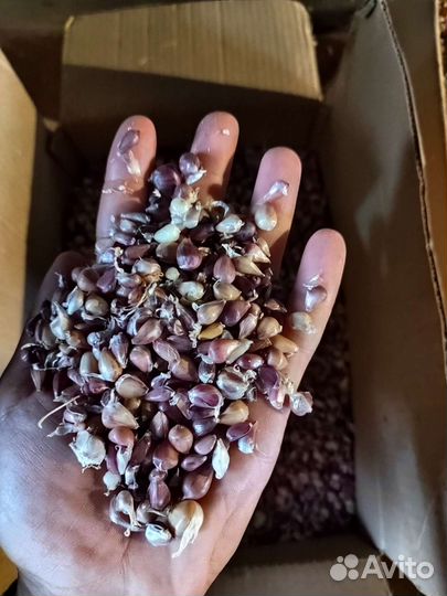 Семенной озимый чеснок