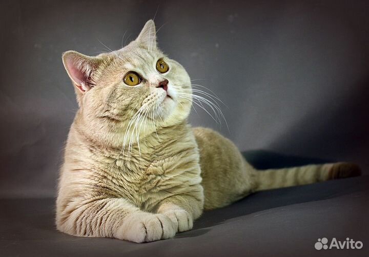 Скоттиш страйт на вязку