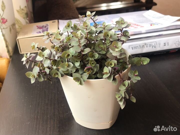 Традесканция,каллизия разных сортов