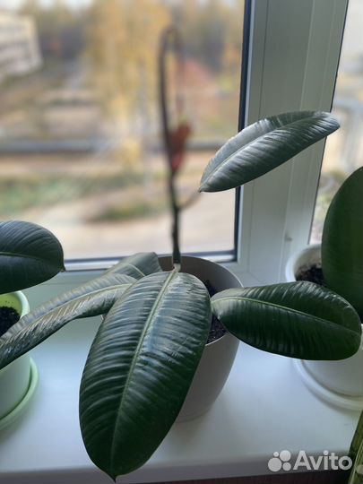 Фикус каучуковая эластика