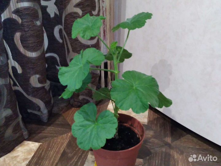 Пеларгония герань сортовая