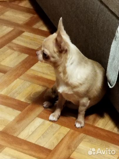 Чихуахуа в добрые руки