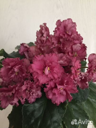 Фиалки сортовые