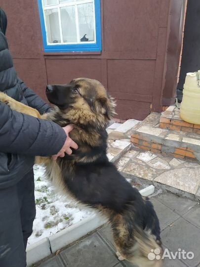 Собака кобель 1 год метис Немецкой овчарки