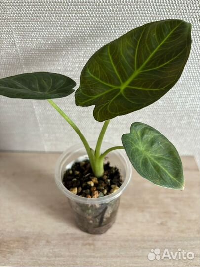 Алоказия регал шилдс