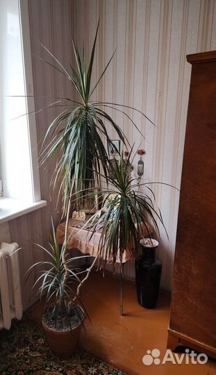 Пальма драцена