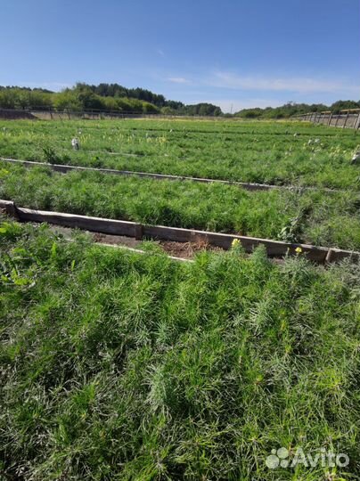 Сеянцы сосны зкс от производителя