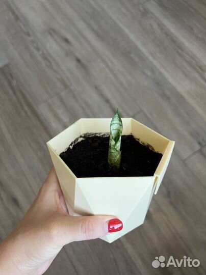 Сансевиерия тещин язык