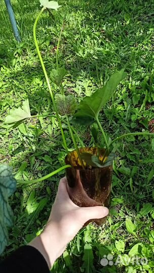 Гейхера астильба хоста