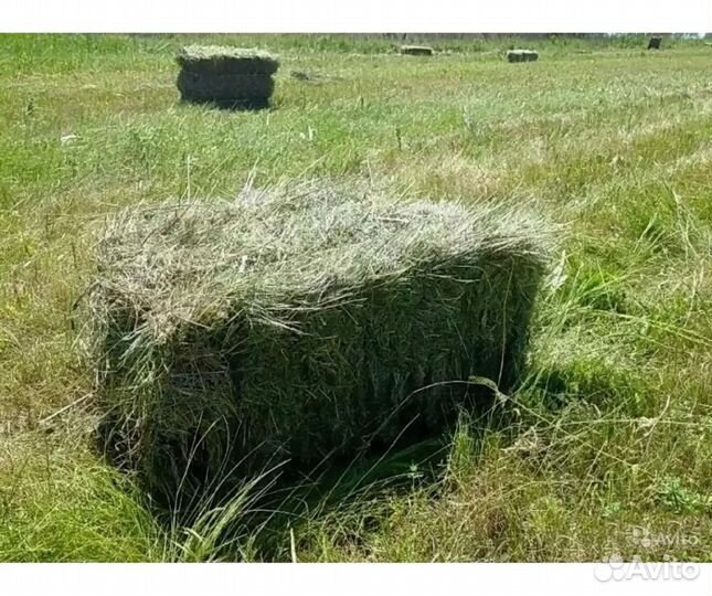 Сено в квадратных тюках