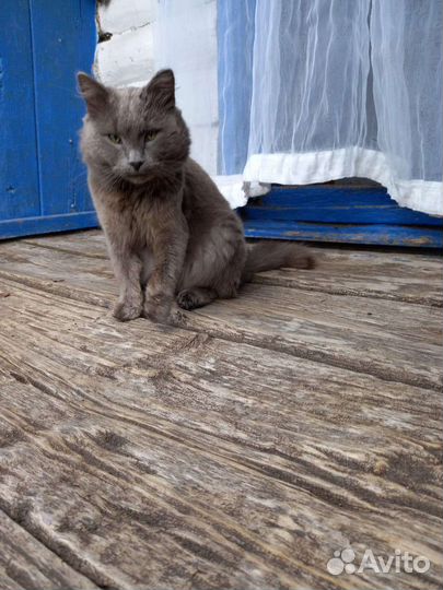 Серый стерилизованный котик