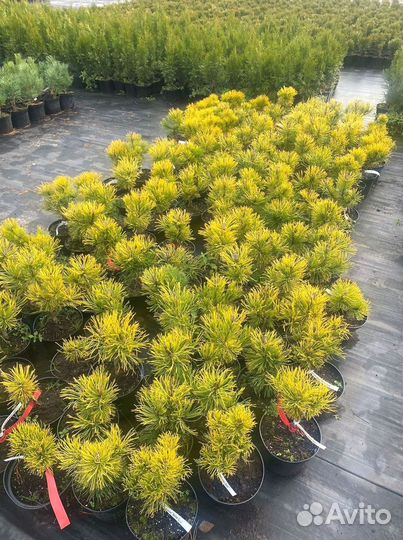 Горная сосна оптом С10 40-60 см