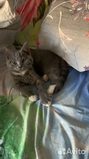 Отдам кота в добрые руки