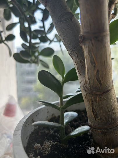 Денежное дерево отростки