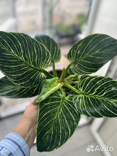 Продам цветы комнатные