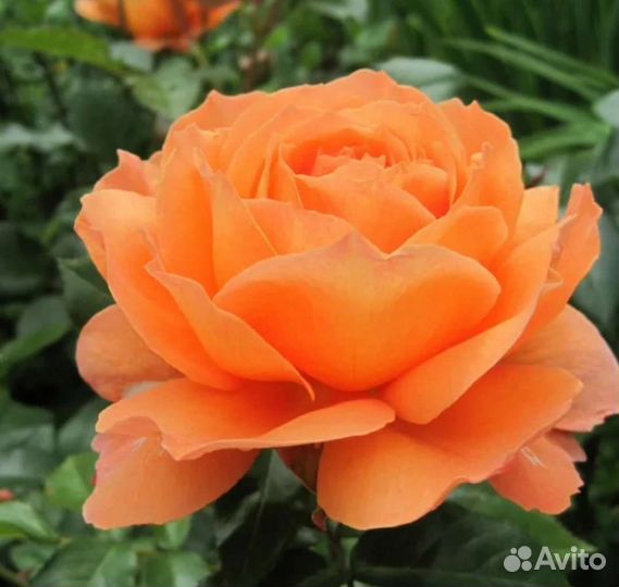 Роза шраб Бульверд. Саженцы на осень 2023г