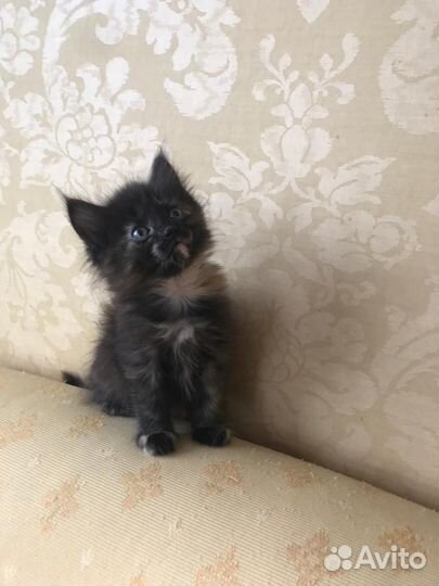 Котята мейн-кун отдам