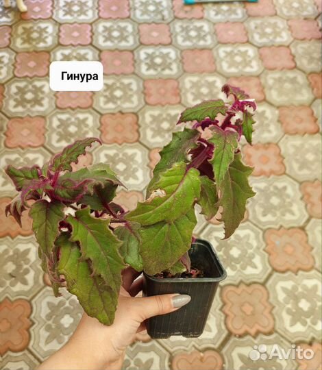 Замиокулькас черный равен