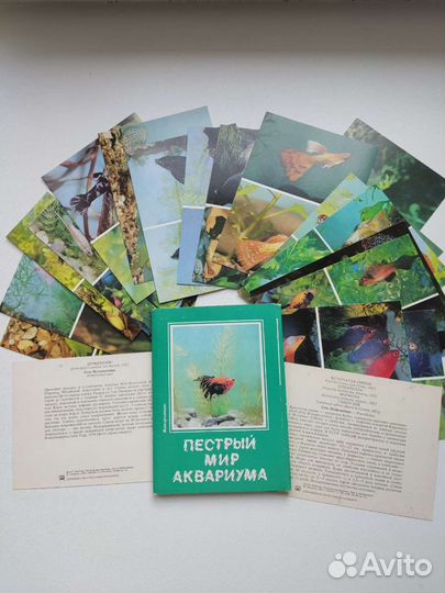 Ракушки для аквариума