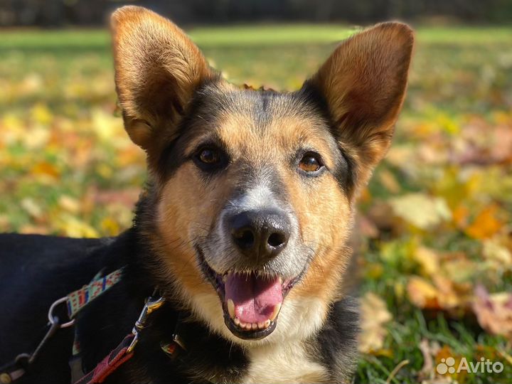 Собака в добрые руки