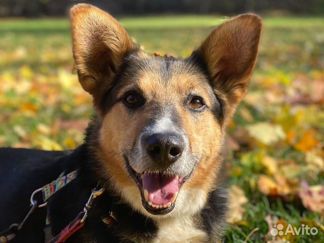 Собака в добрые руки