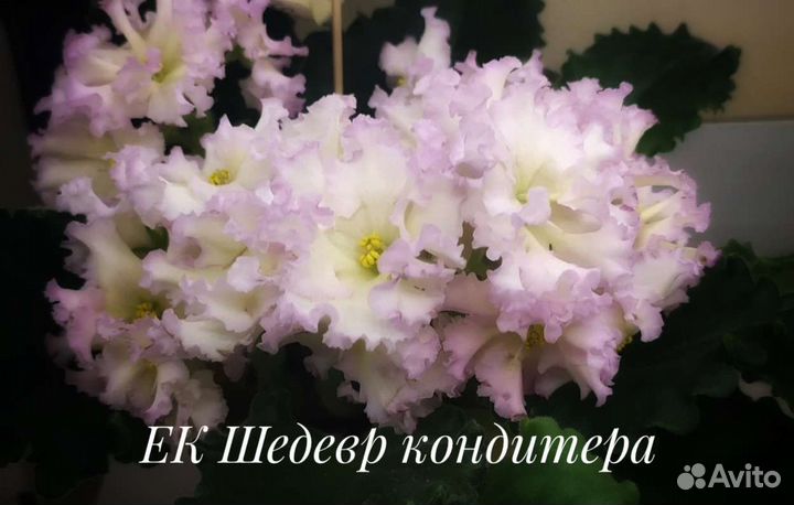 Сортовые фиалки. Свежий срез