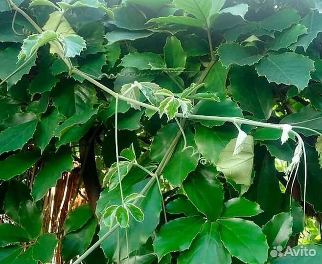 Тетрастигма Вуанье) Лиана