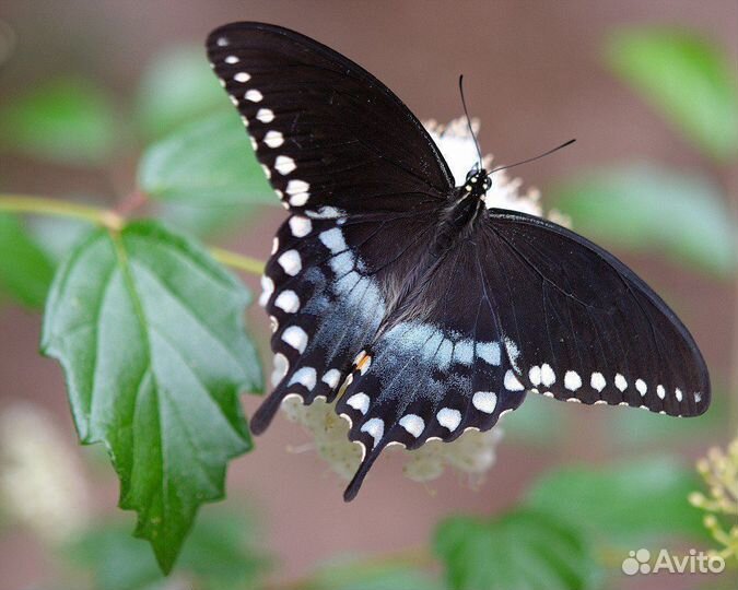 Детская Миниферма Тропических бабочек д/ф-4