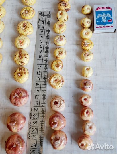 Гладиолусы луковицы