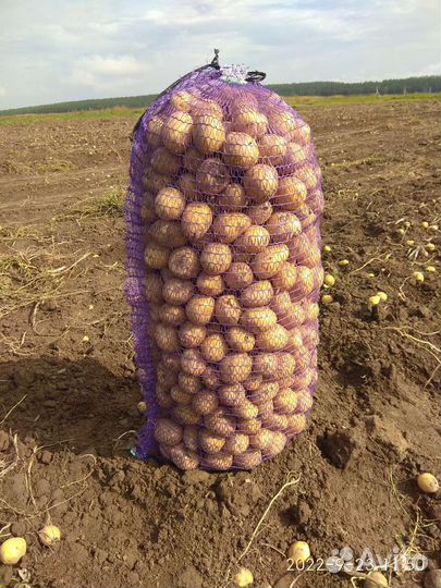 Семена картошки гала