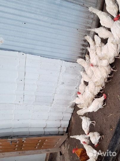 Куры несушки