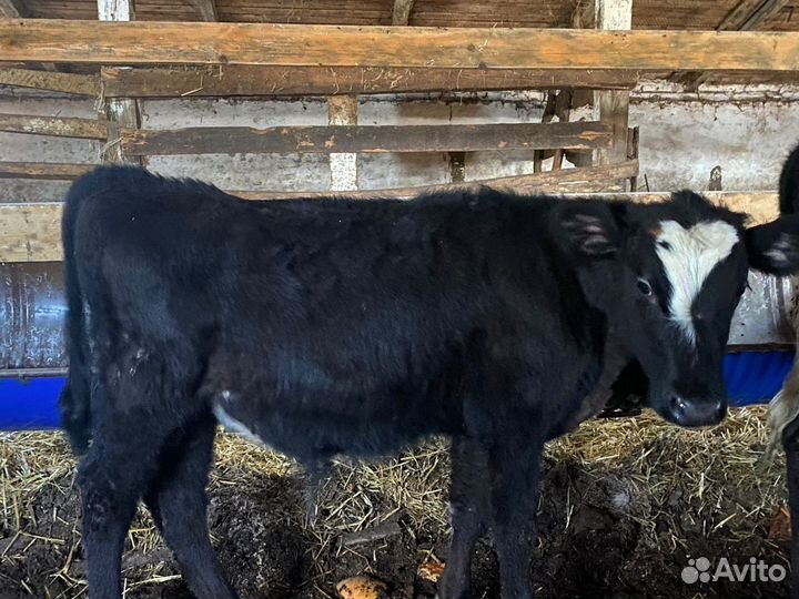 Телята бычки