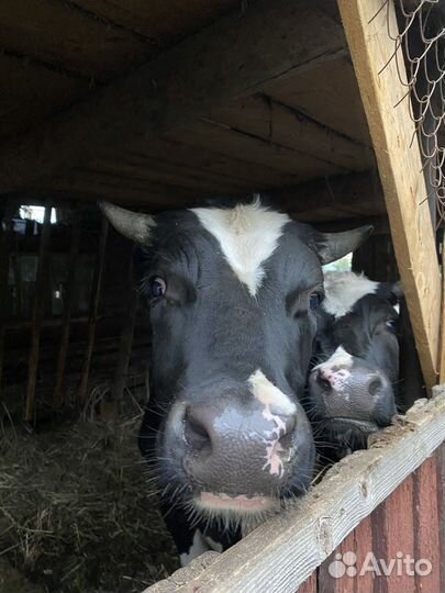 Телки бычки