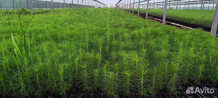 Саженцы сосны обыкновенной зкс оптом