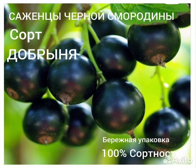 Саженцы черной смородины