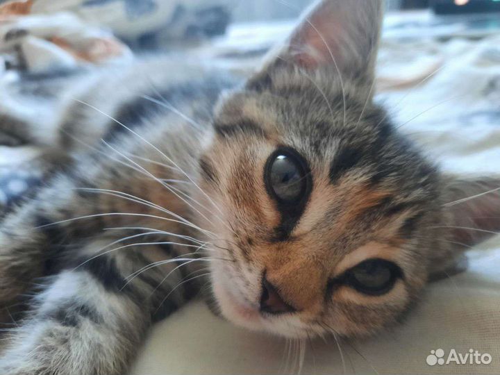 Отдам в добрые руки бесплатно