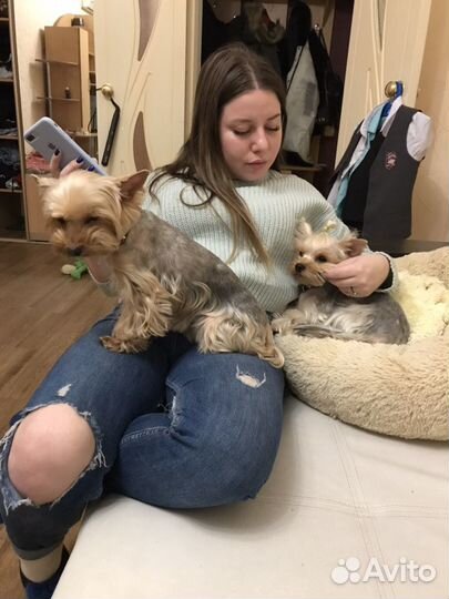 Передержка домашних животных