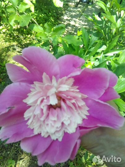 Пион розовый Кора Стаббс,белыйФистива Максима