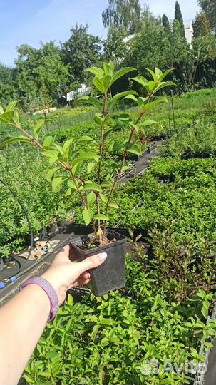 Гортензии в ассортименте