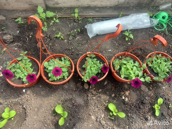 Петуния ампельная