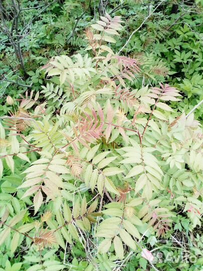 Рябинник рябинолистный