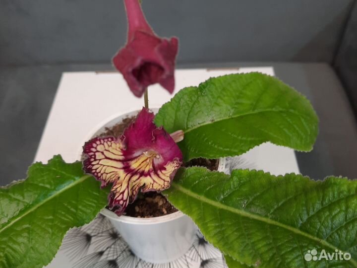 Стрептокарпусы