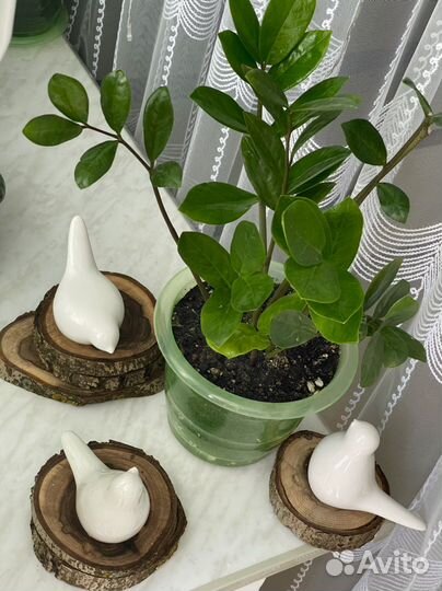 Замиокулькас Долларовое дерево Комнатные цветы
