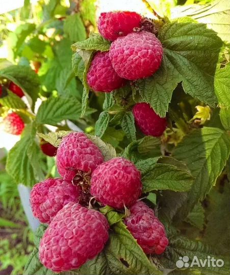 Ремонтантная малина садовая